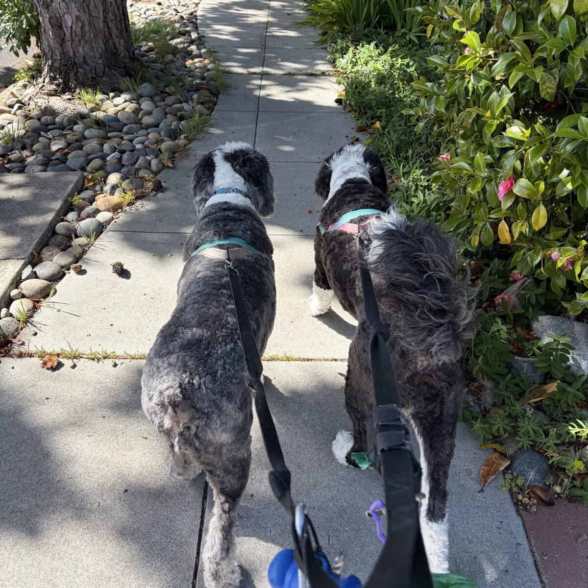 Two sheepadoodles on a walk in Redwood City CA
