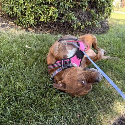 Reactive dog on leash Redwood City